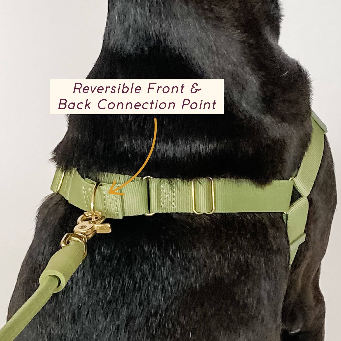 Roam Harness: PINE / Large