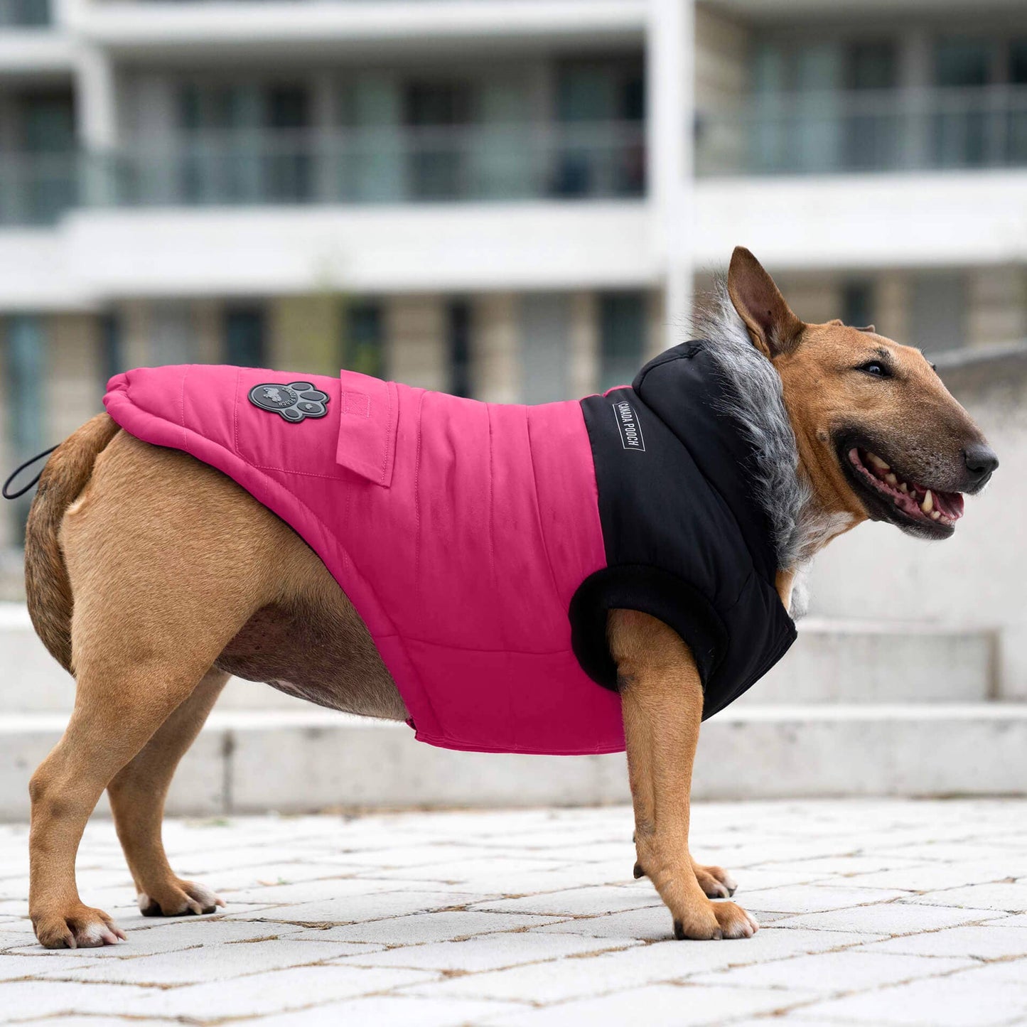 True North Dog Parka: Yellow / 20+