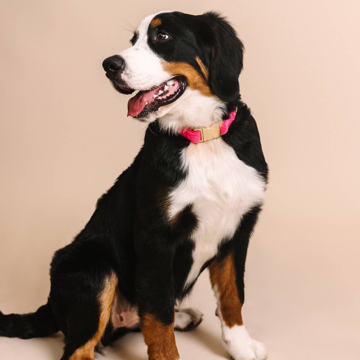 Pink Valentina Dog Collar