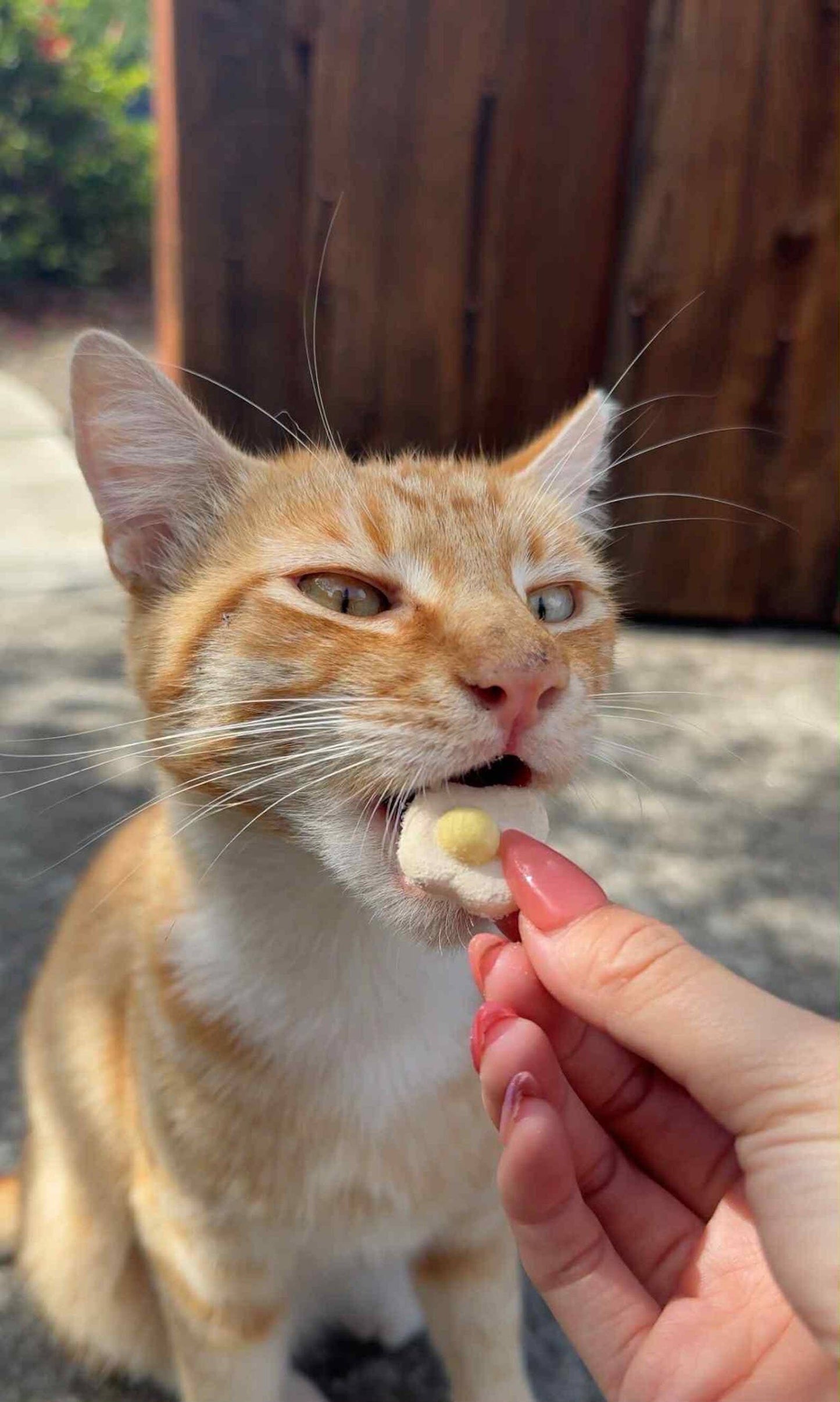 Freeze Dried Chicken Egg Treats for Cats & Dogs 50g