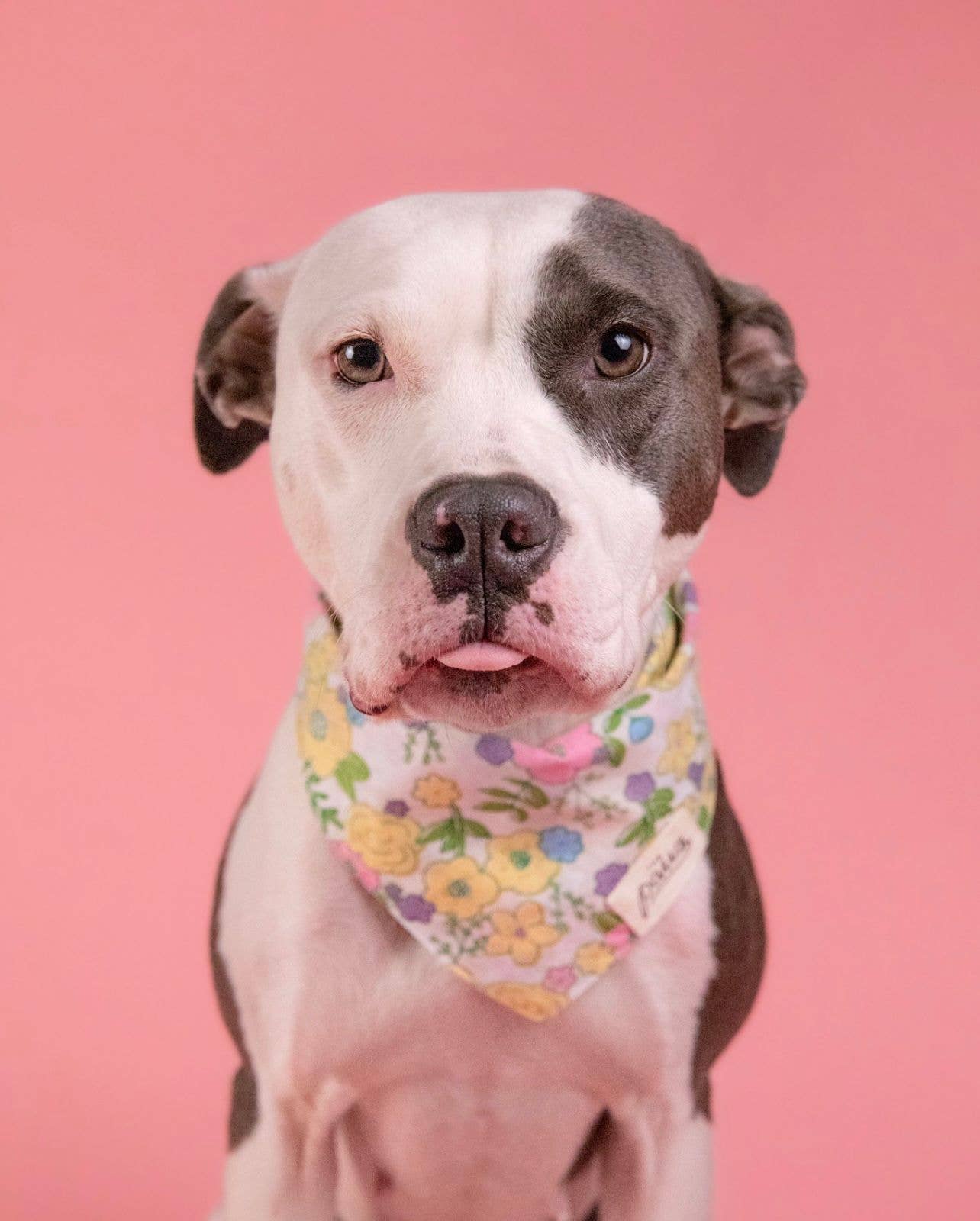 Petal Dog Bandana