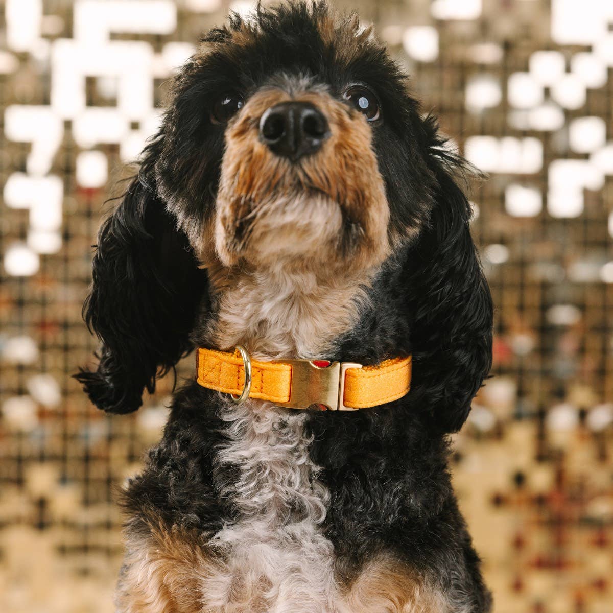 Keaton Yellow Glitter Dog Collar
