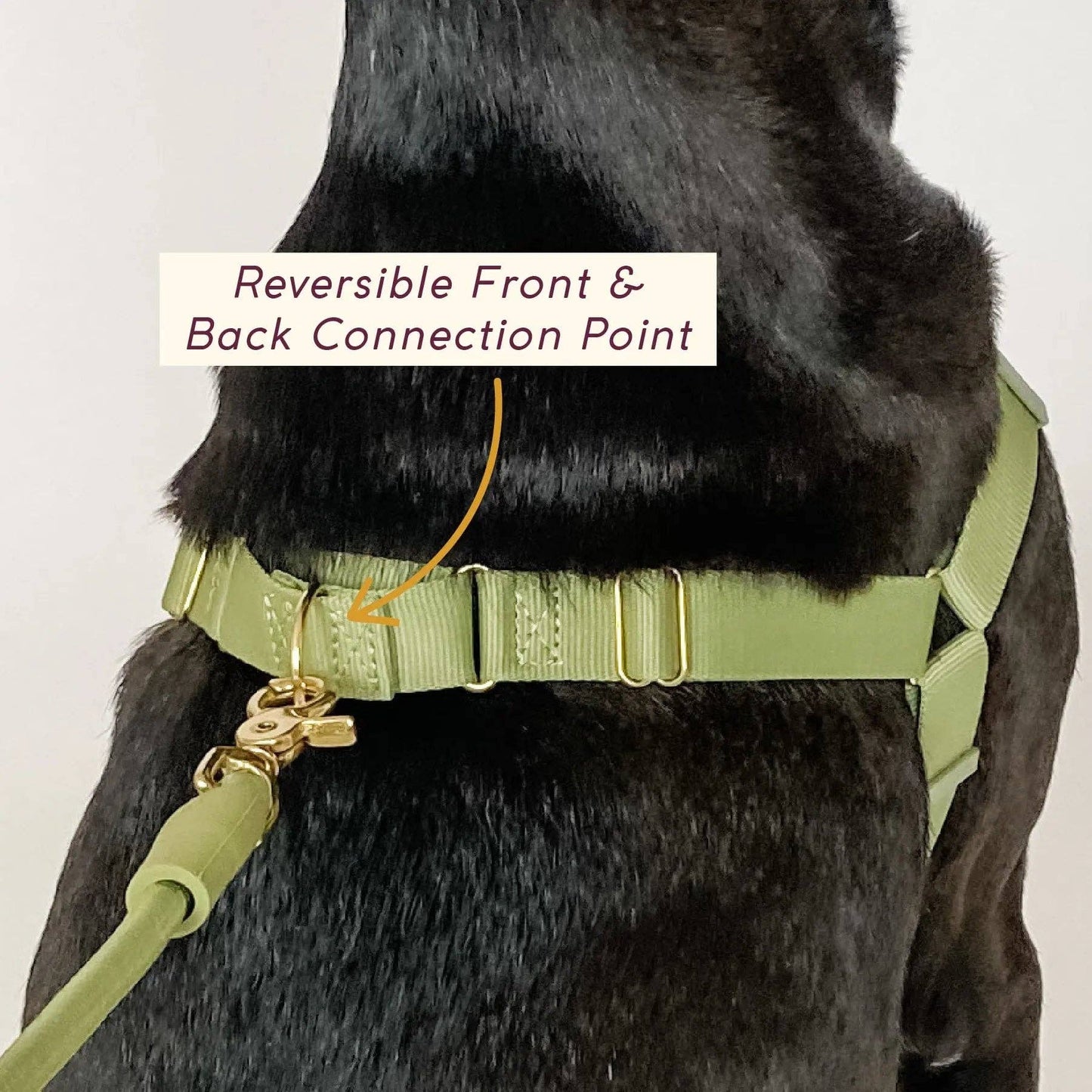 Roam Harness: BLACK / Large
