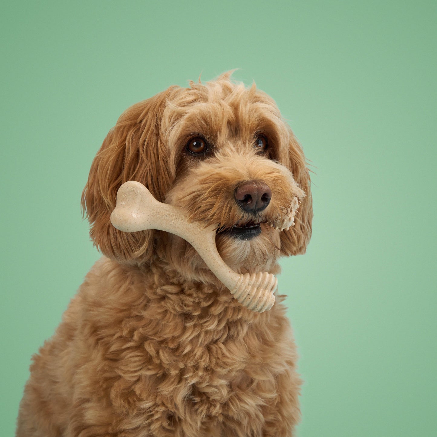 BetterBone MEDIUM - Natural, No Nylon, Softer Than Nylon ECO: Natural Venison / SMALL