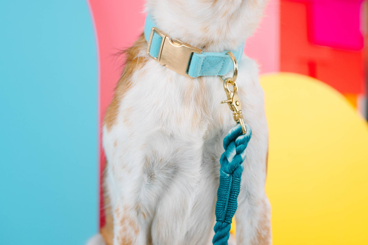 Perry Blue Dog Collar