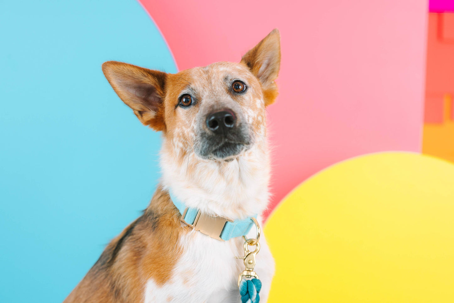 Perry Blue Dog Collar