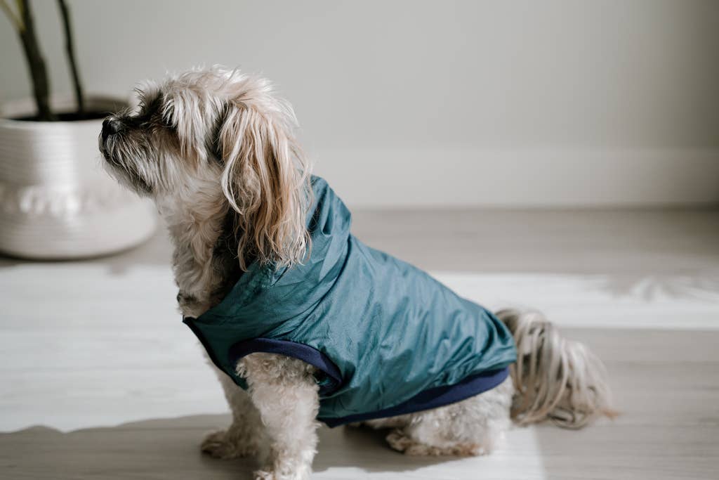 Dog Rain Jacket Jogger & Windbreaker - Teal Blue