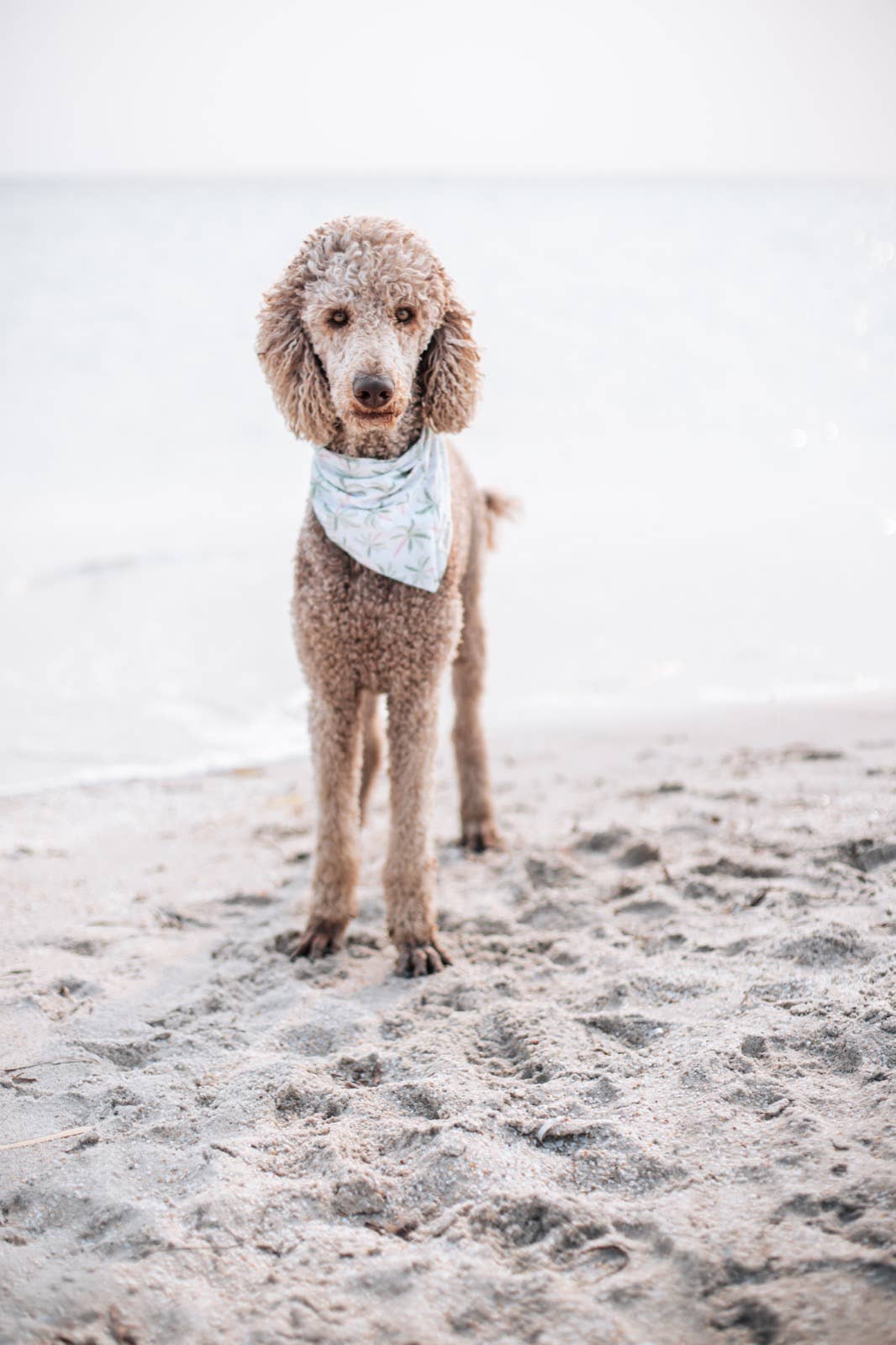 Palm Springs Dog Bandana