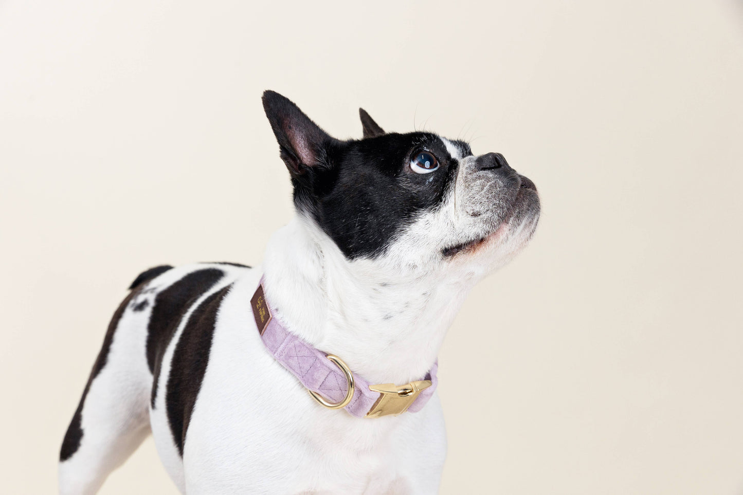 Lilac Dog Collar