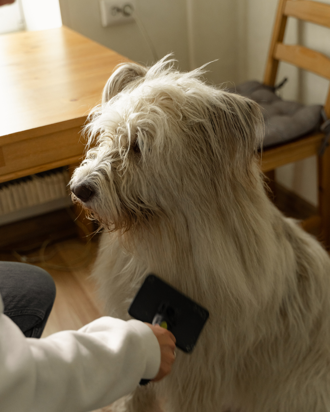 “No Drama” Detangling Spray for dogs