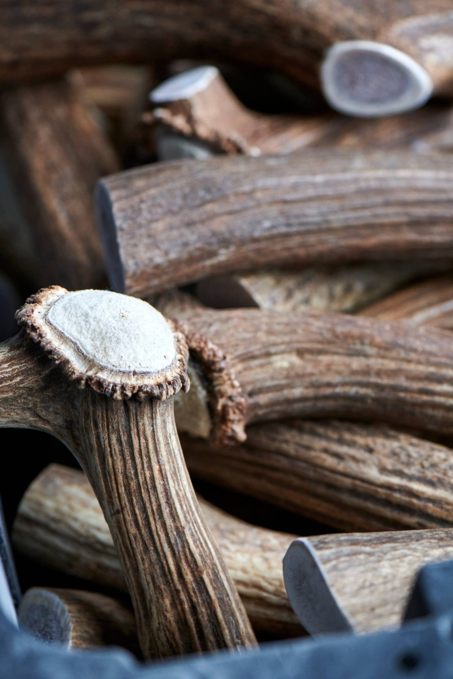 Whole Elk Antler Dog Chews