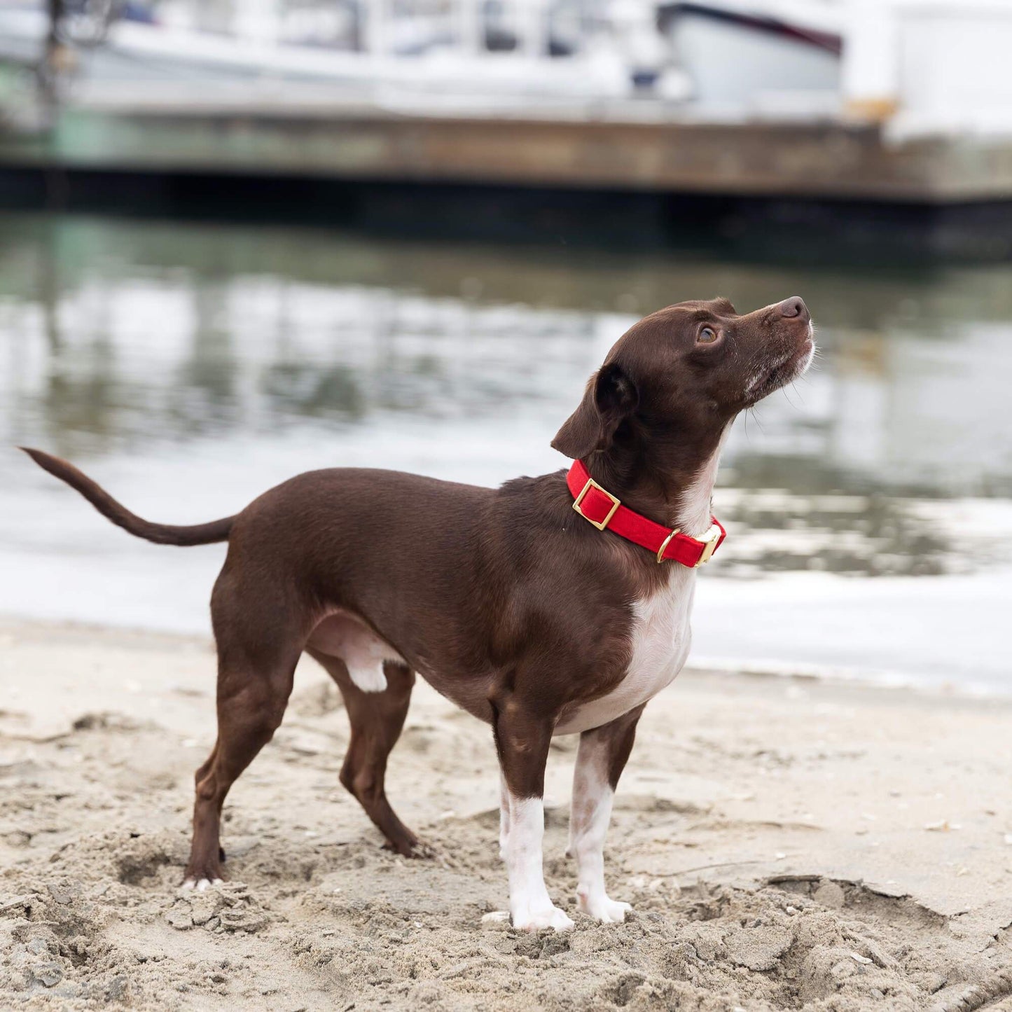 Ruby Red Dog Collar