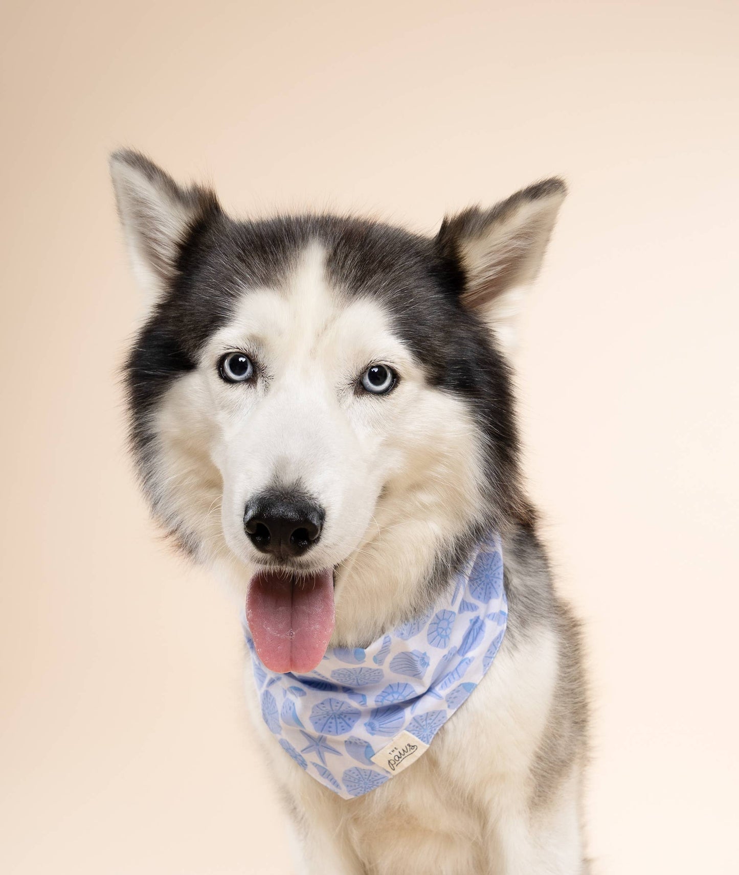 Seaside Dog Bandana