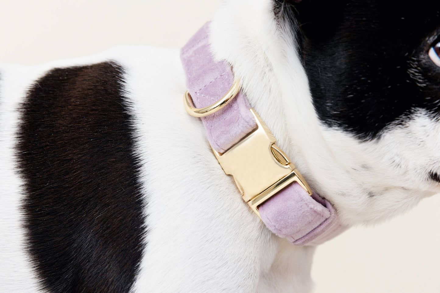 Lilac Dog Collar