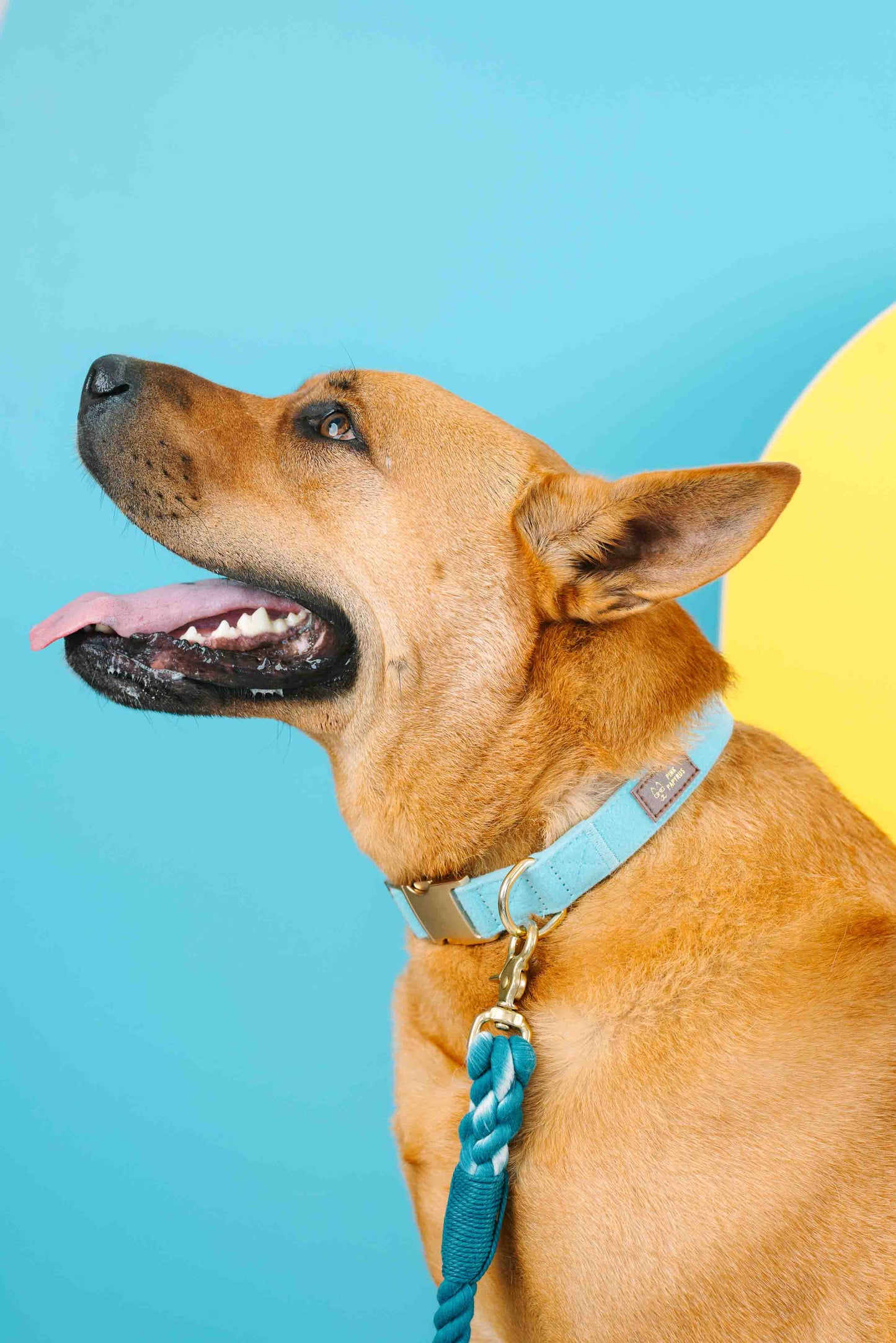Perry Blue Dog Collar