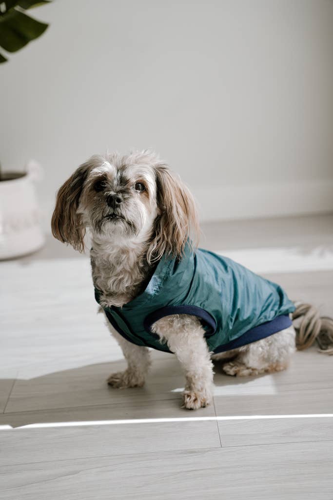 Dog Rain Jacket Jogger & Windbreaker - Teal Blue