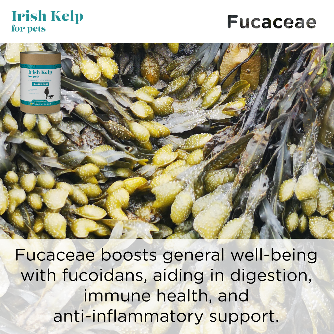 Irish Kelp - 150 grams