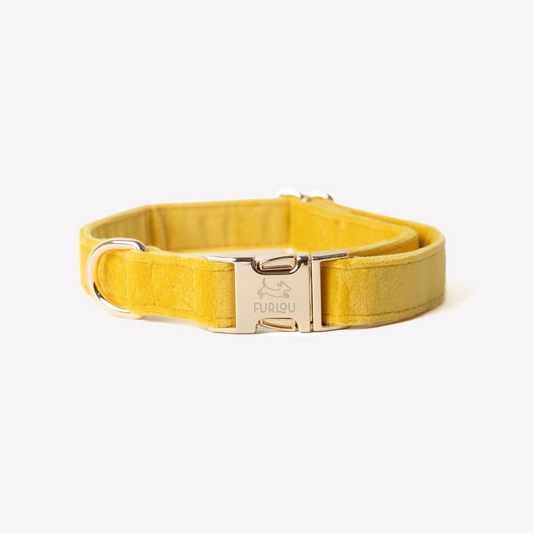 'Yellow' - Velvet Dog Collar: MEDIUM