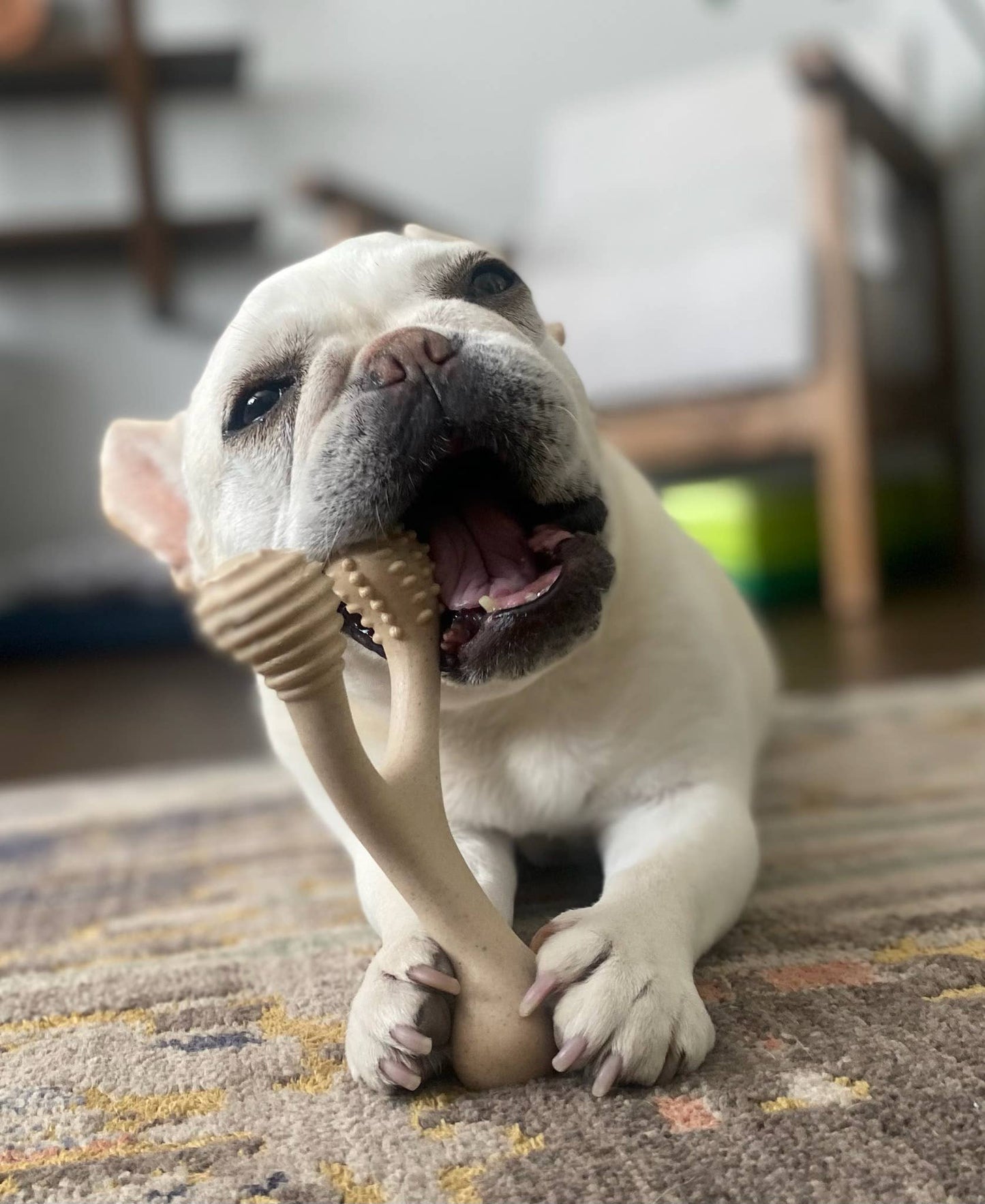 BetterBone HARD: Unflavored / Small (dogs under 25 lbs)