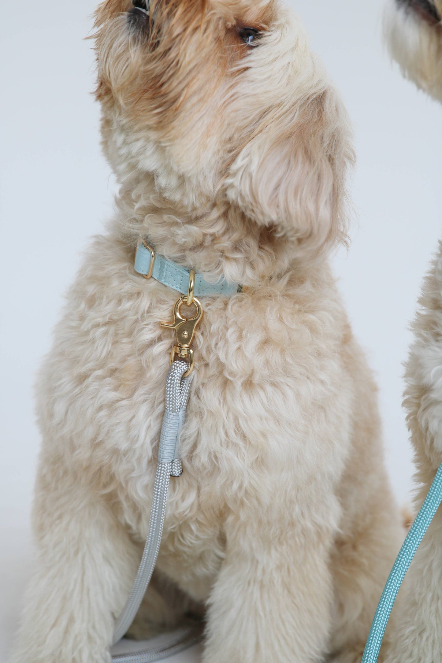 Baby Blue Dog Collar