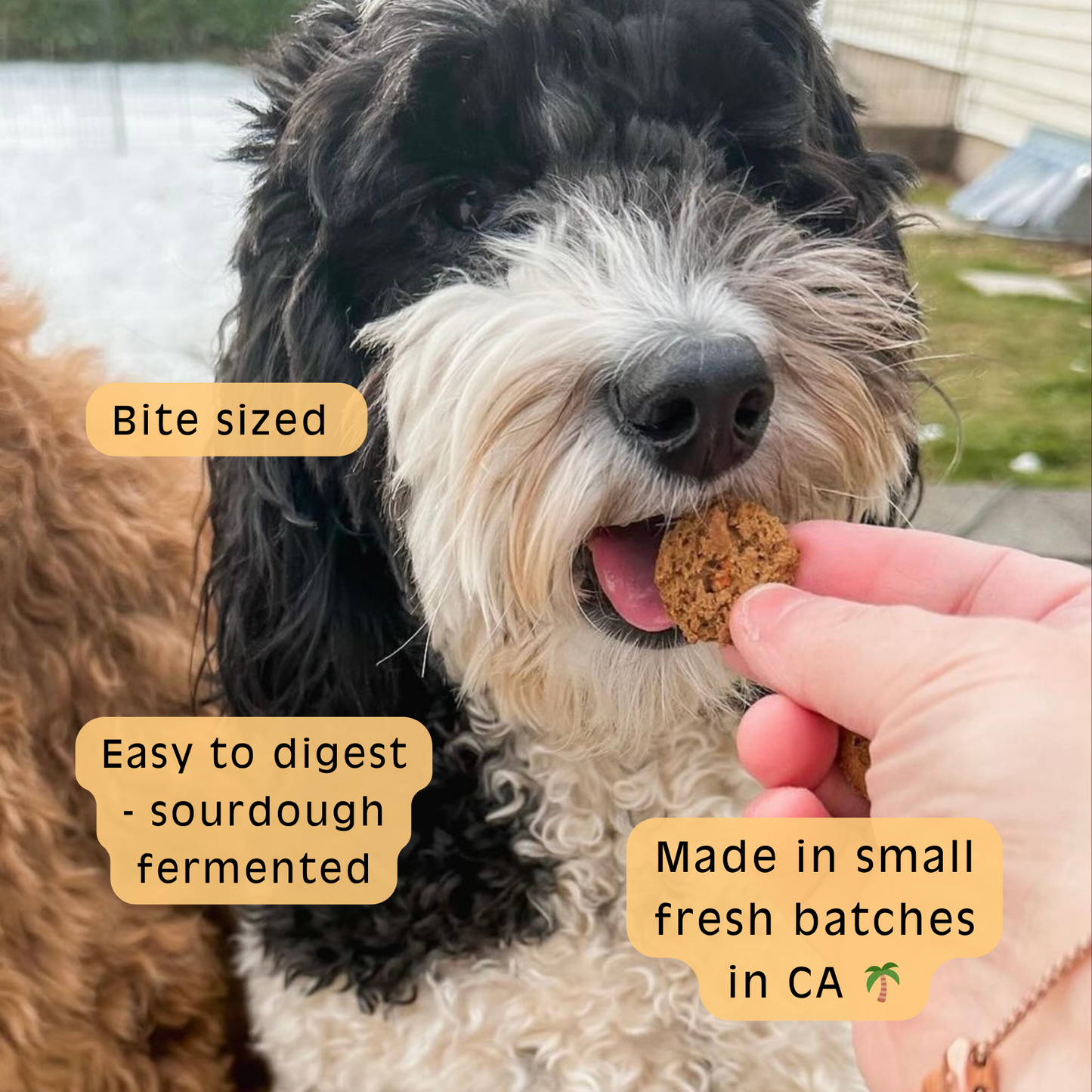 Pupkin Pie - Pumpkin Sourdough Dog Treats
