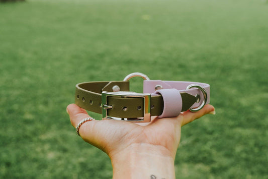 Quest Collar: XXL