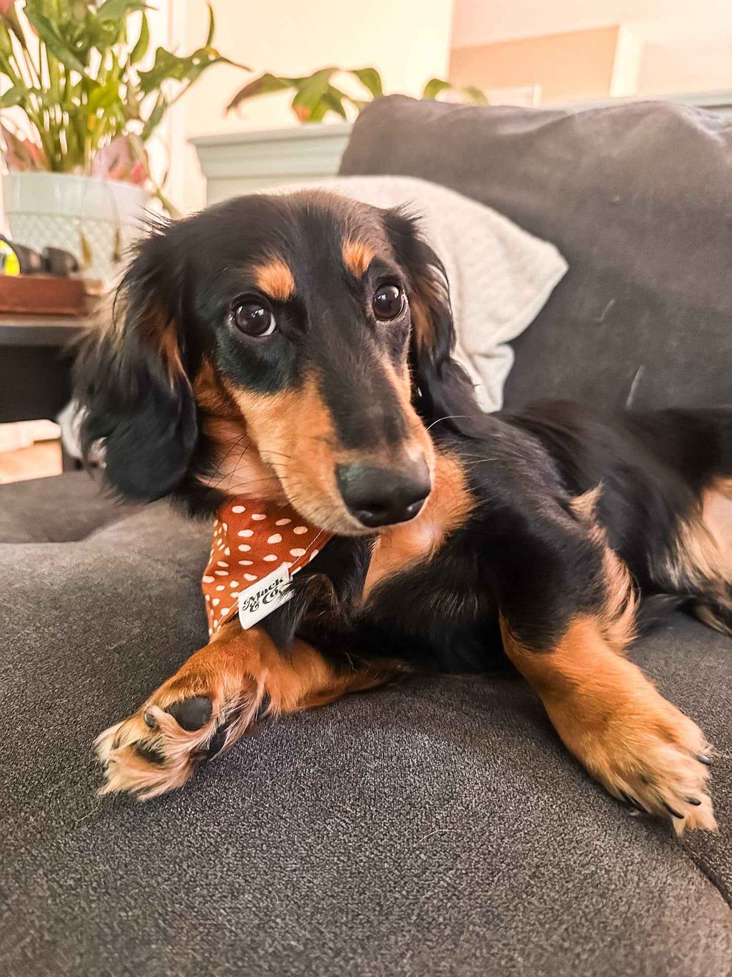 Copper Spot Bandana: Medium