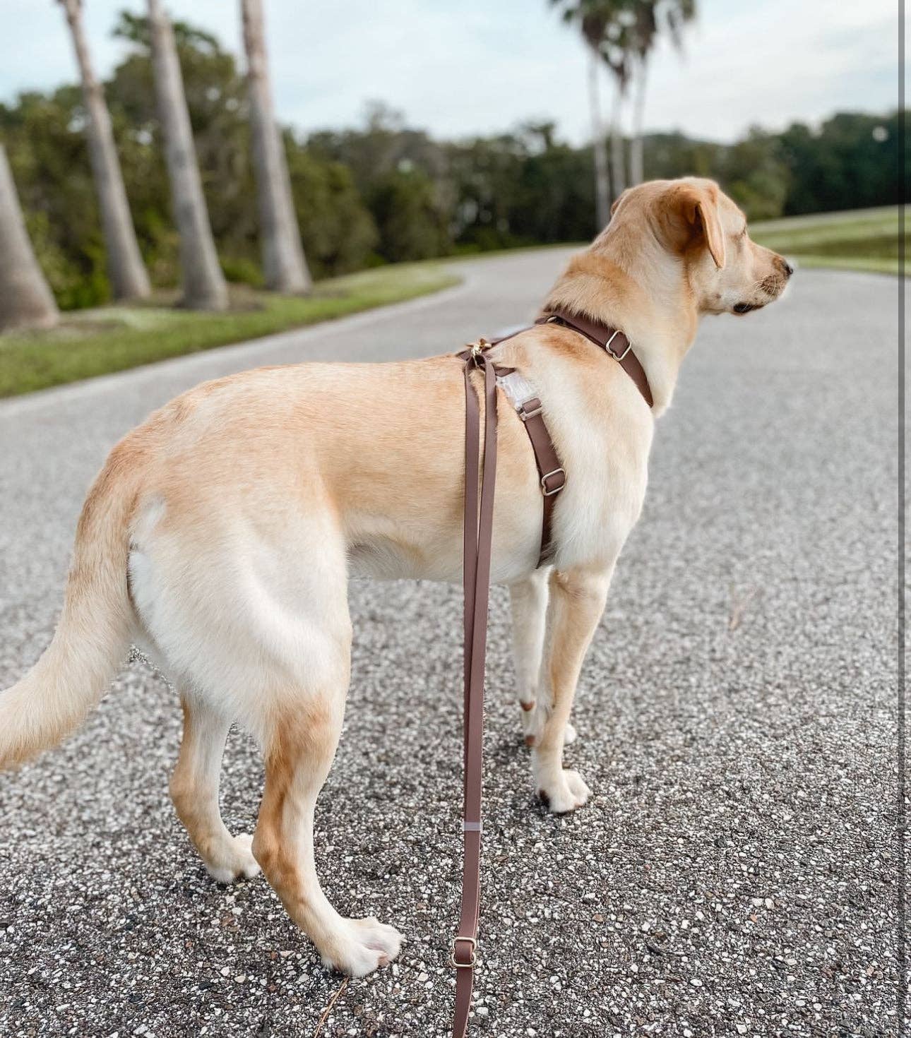 Espresso Brown Cloud Lite Dog Harness