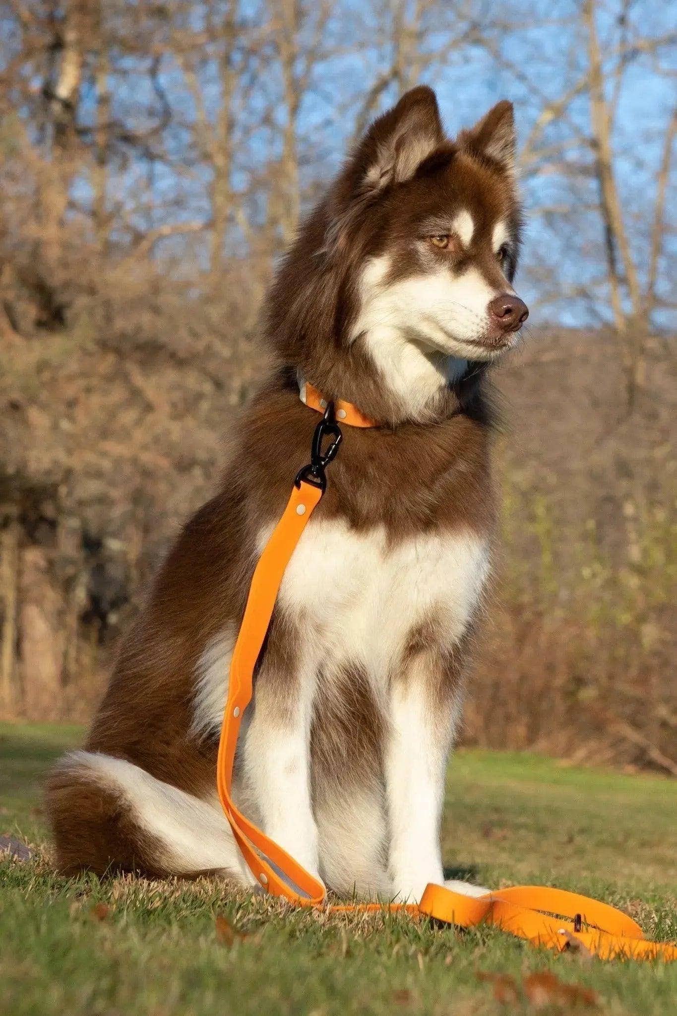 Crimson Glow Waterproof Dog Leash: Bright Orange / Gray