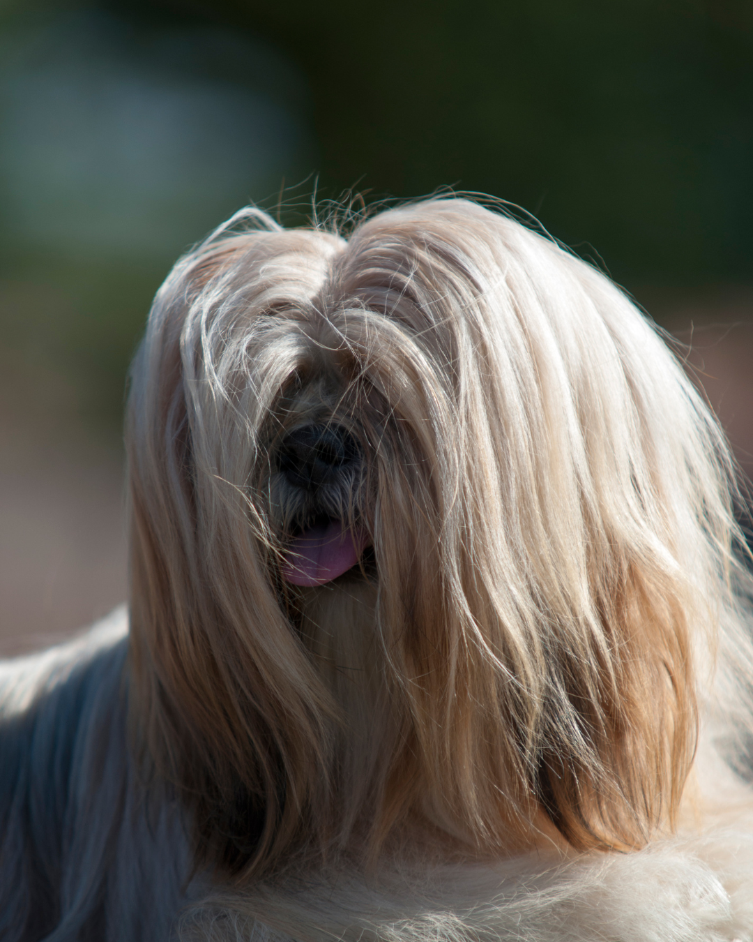 “No Drama” Detangling Spray for dogs