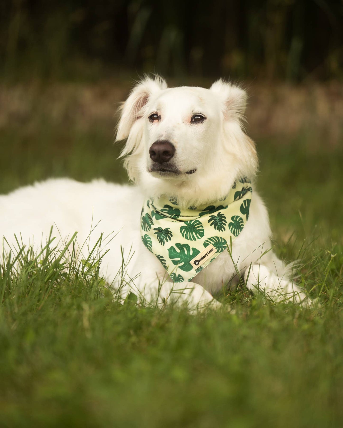 Matching Headband and Bandana - Monstera