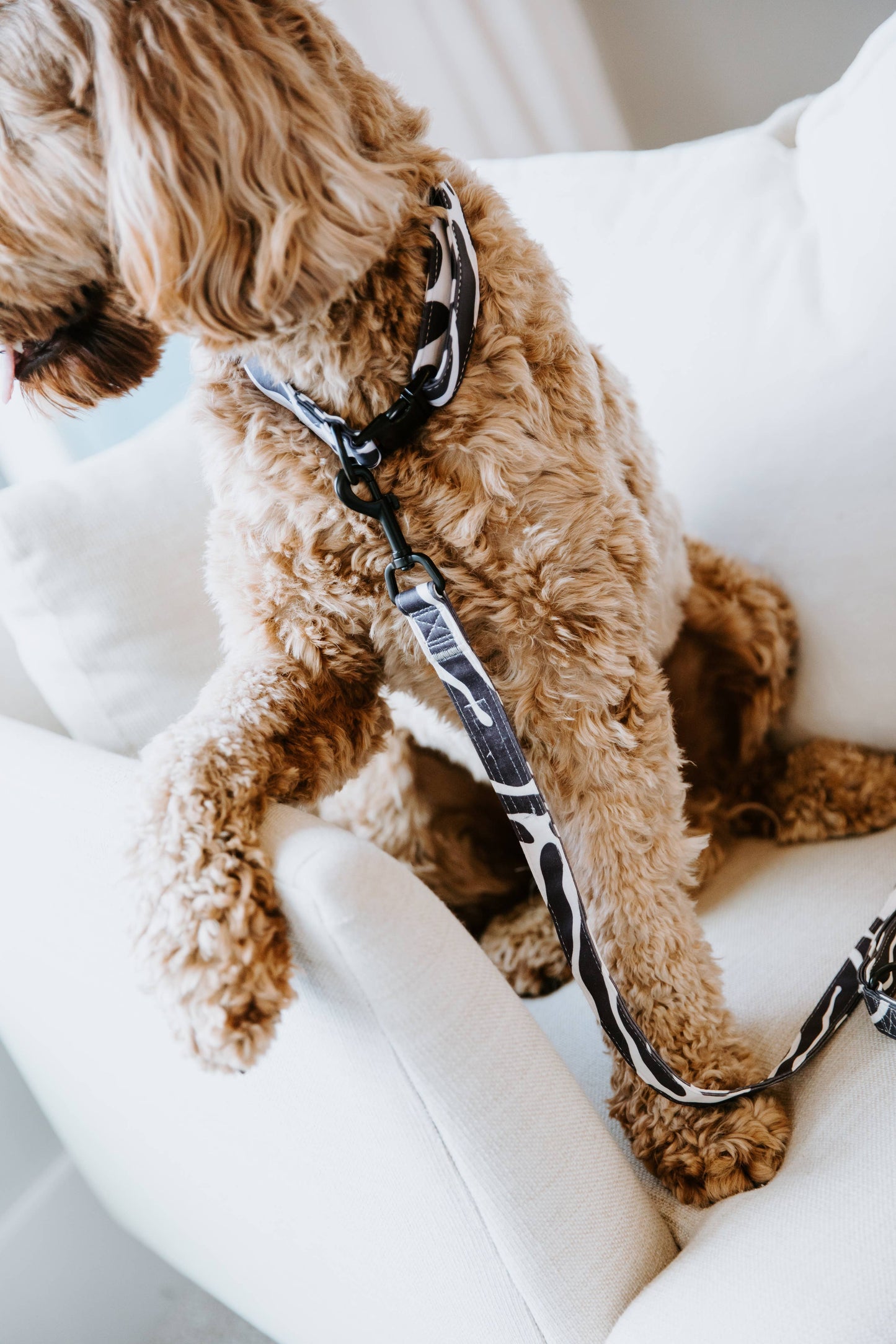 Abstract Dog Collar