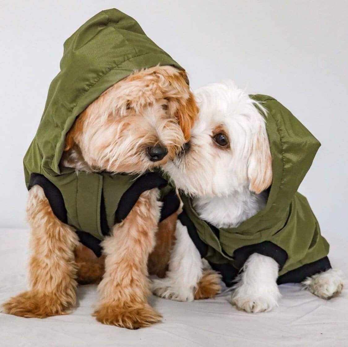 Dog Rain Jacket Windbreaker & Jogger - Hunter Green
