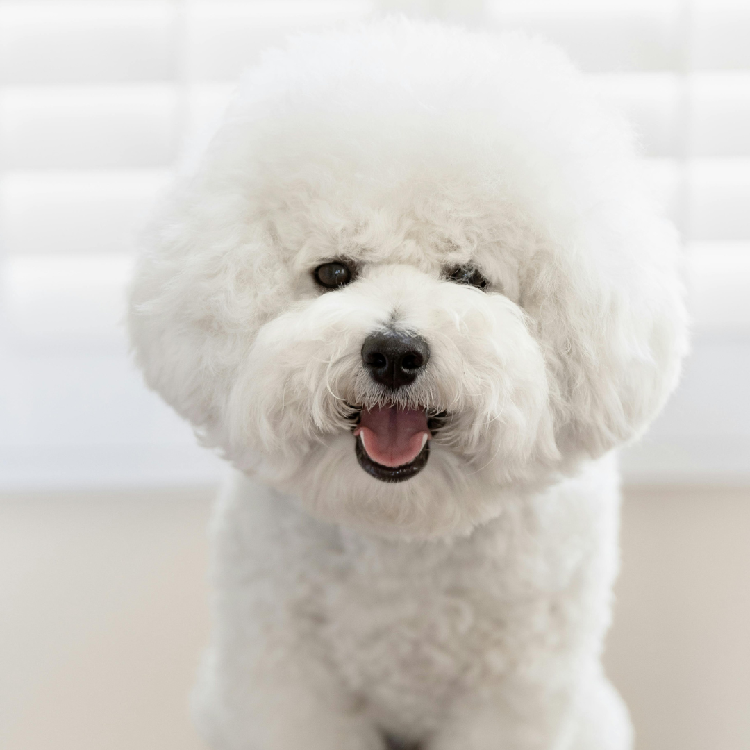 Detanglin Conditioner for pets