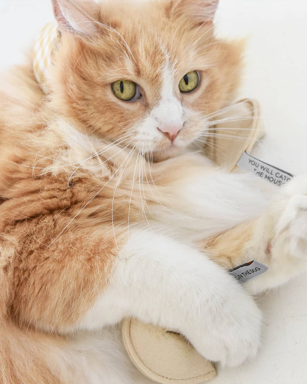 KITTY FORTUNE COOKIE Organic Catnip Cat Toy: You Will Miss The Litterbox