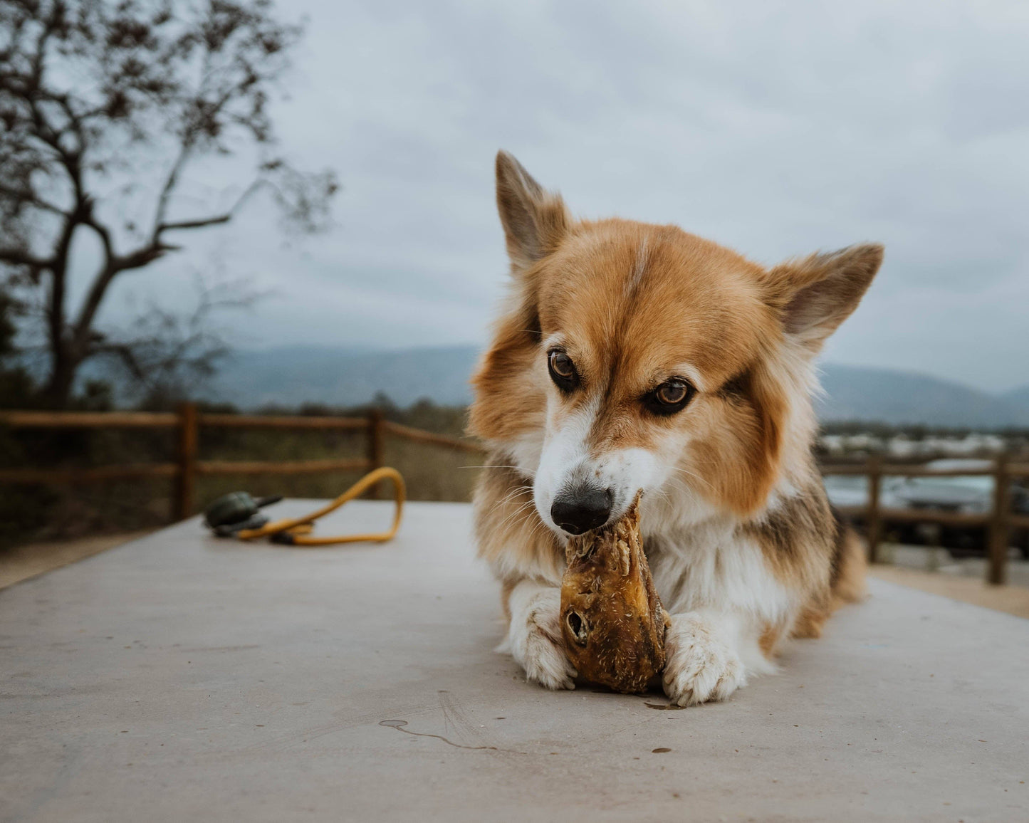 Dehydrated Duck Heads: 3-pack