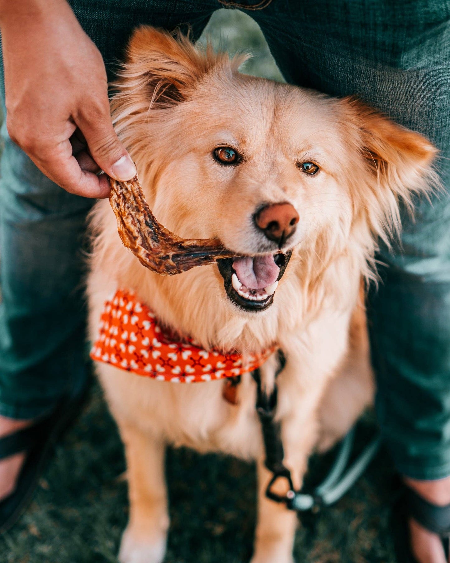 Dehydrated Duck Wings: 3 oz