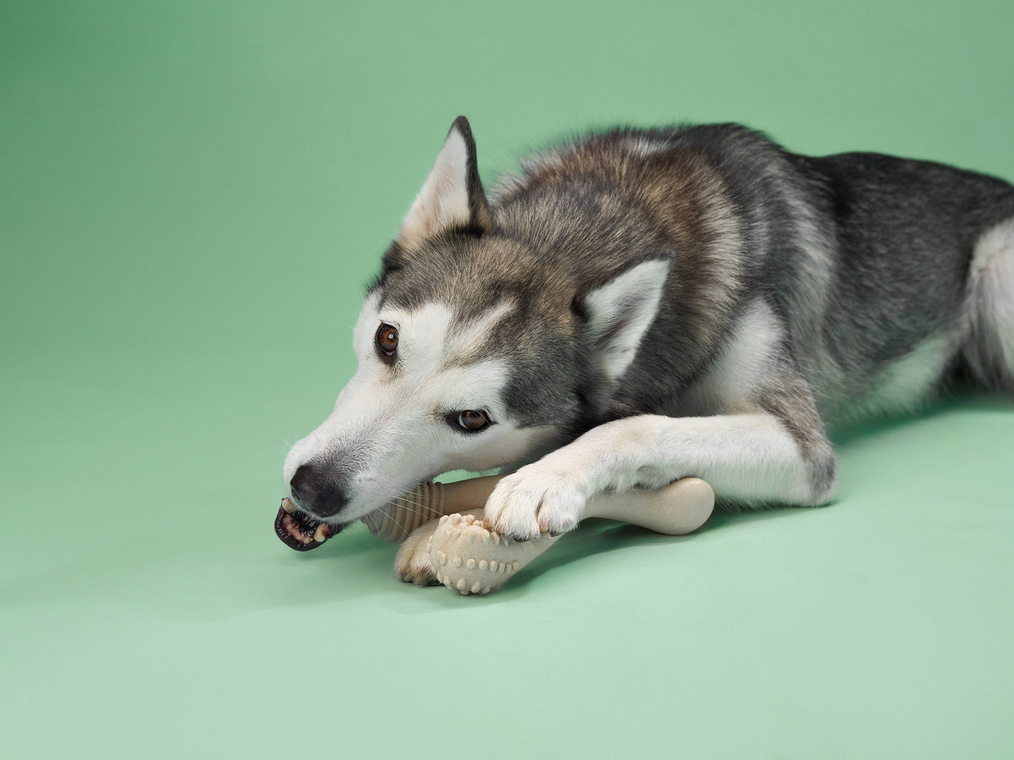 BetterBone MEDIUM: Unflavored / Mini (dogs 5 to 20 lbs)