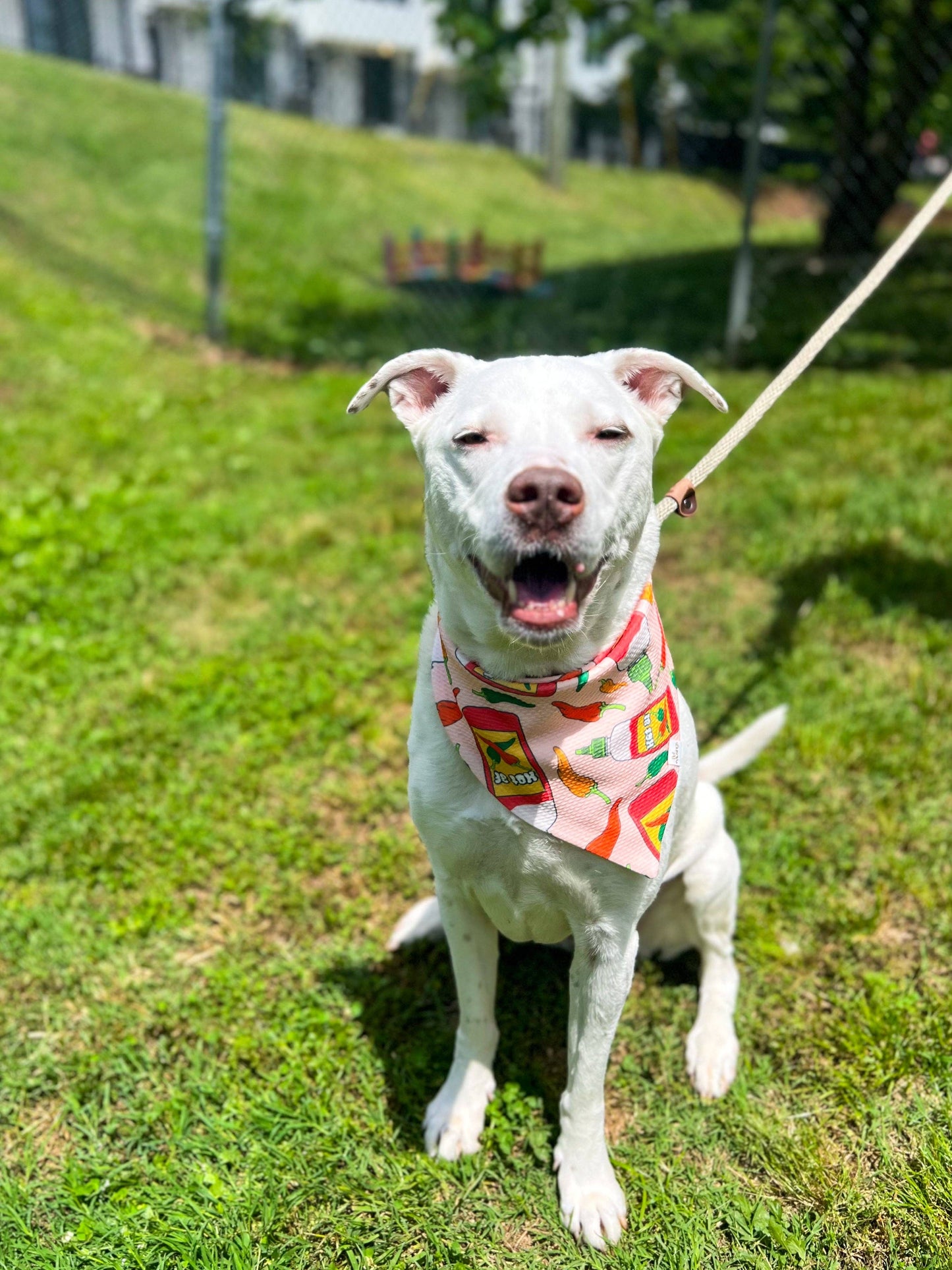 Hot AF Wrinkle Resistant Bandana: Medium/large