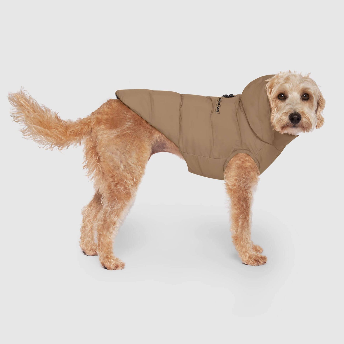 Waterproof Dog Puffer: Black / 18