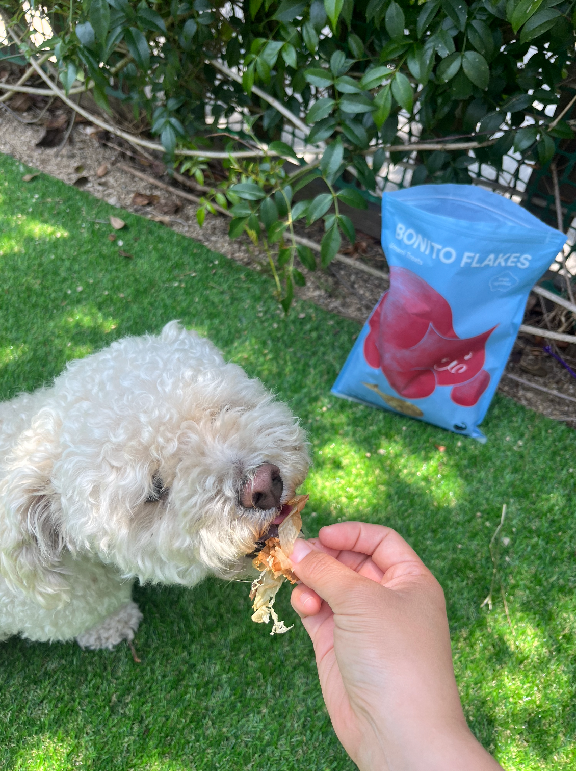 Umami Treats: Bonito Flakes for Cats and Dogs