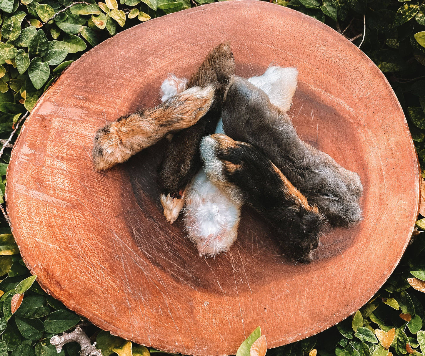 Dehydrated Rabbit Feet: 6 Pack