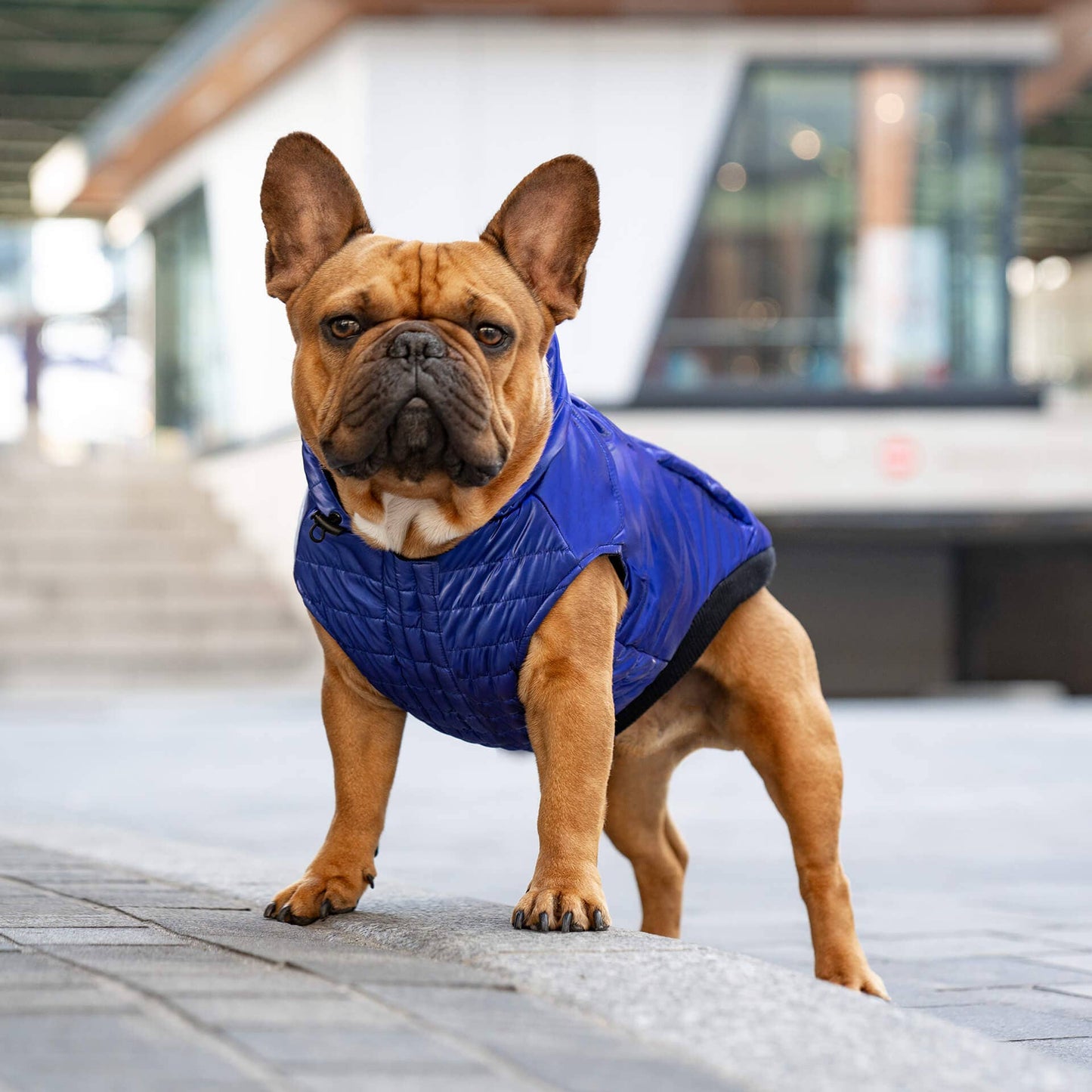 Shiny Puffer Vest- Dog Coat: Iridescent / 16