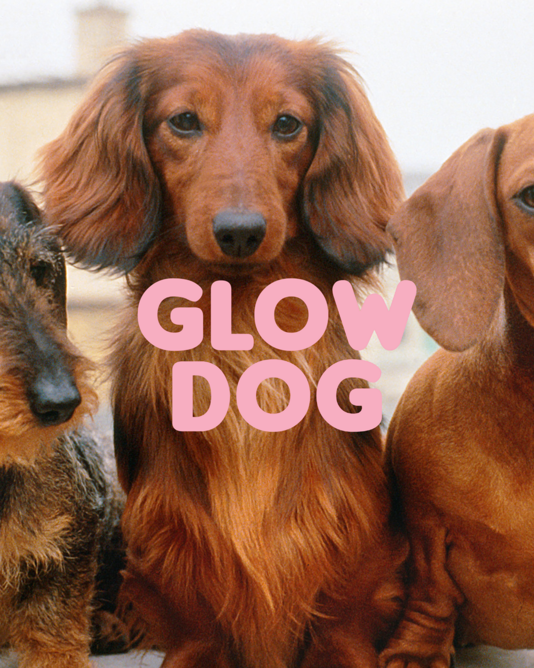 Glow Dog – 2-in-1 Vitamin Shampoo & Conditioner for Dogs