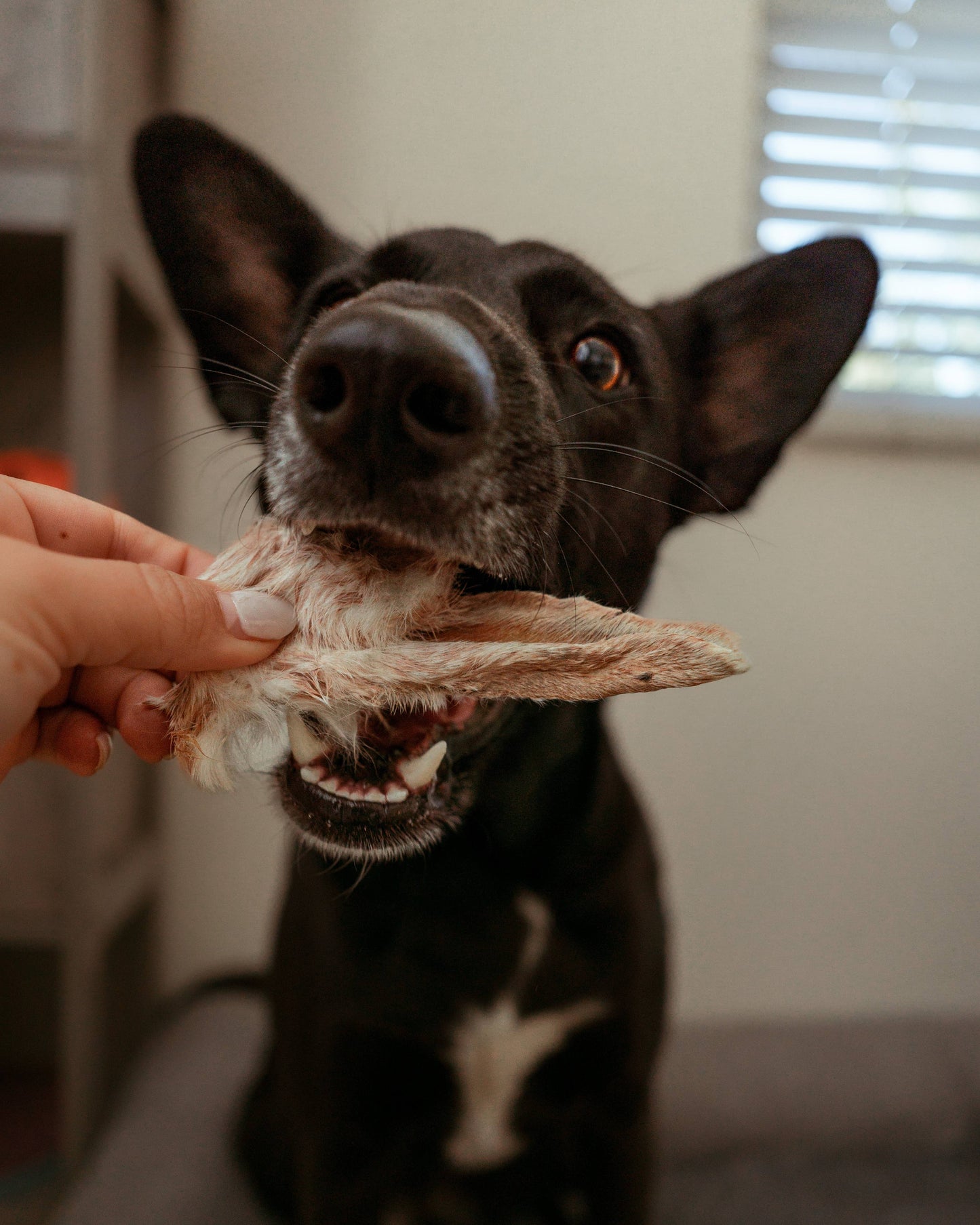 Dehydrated Rabbit Ears: 6 pack