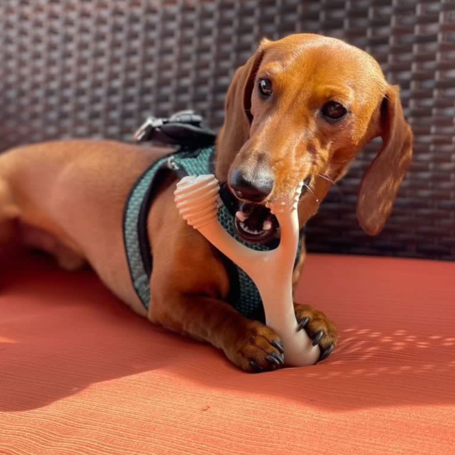 BetterBone HARD: Beef / Mini (Dogs 5 to 20lbs)