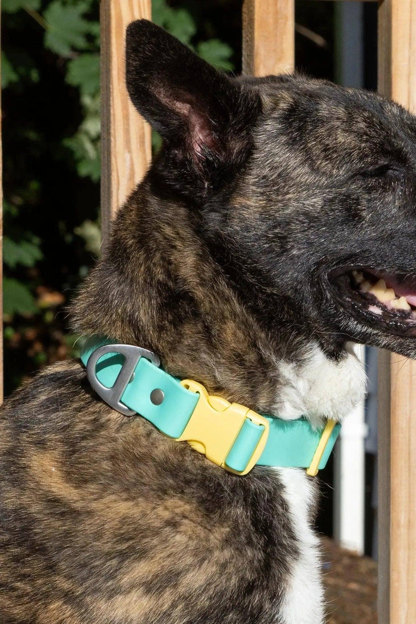 Island Vibes Waterproof Dog Collar: Aqua / Sunshine Yellow / 20 - 26