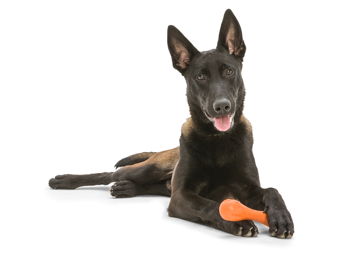 Hurley® Dog Toy for Chew, and Fetch: Granny Smith / S