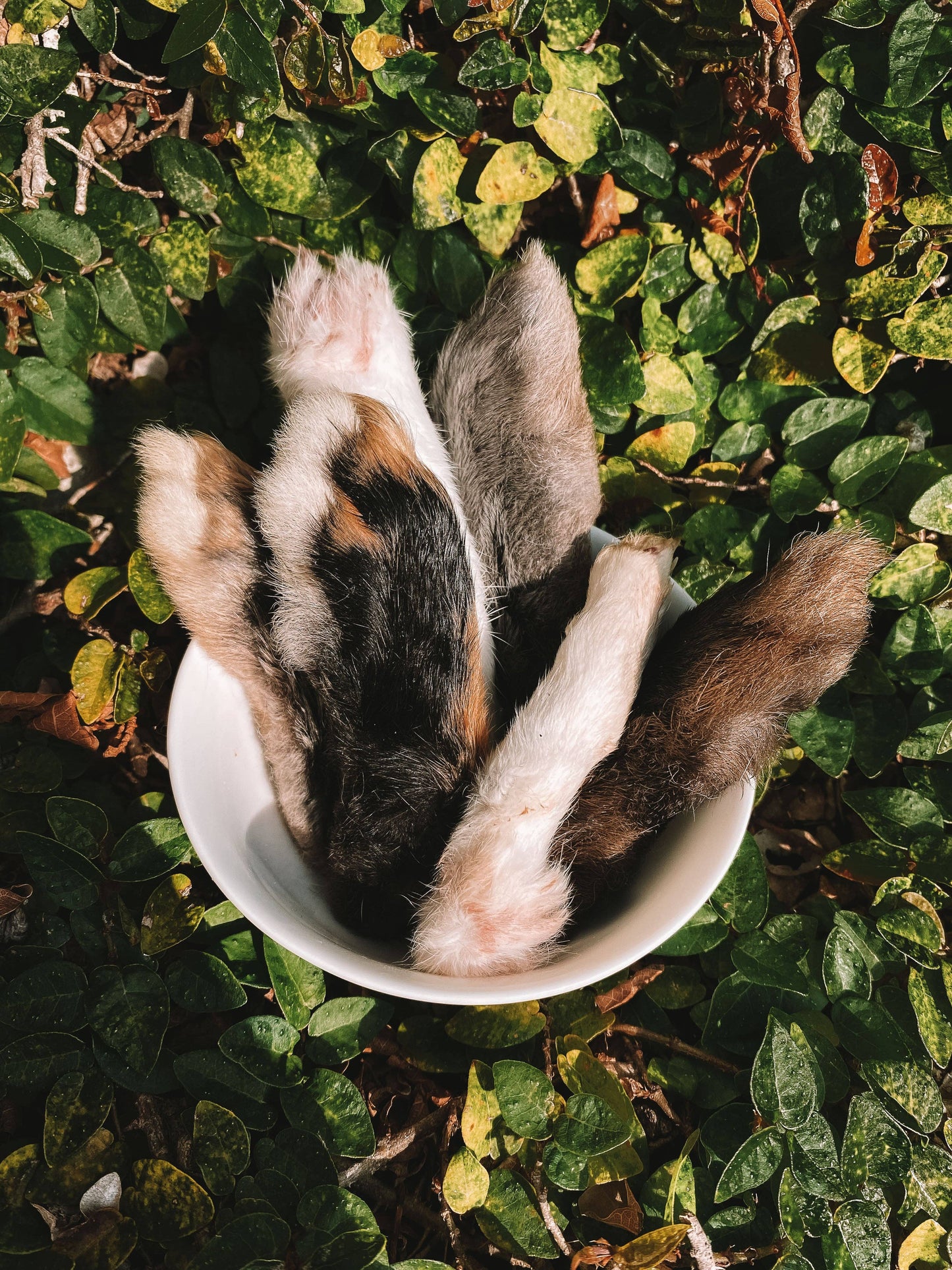 Dehydrated Rabbit Feet: 6 Pack