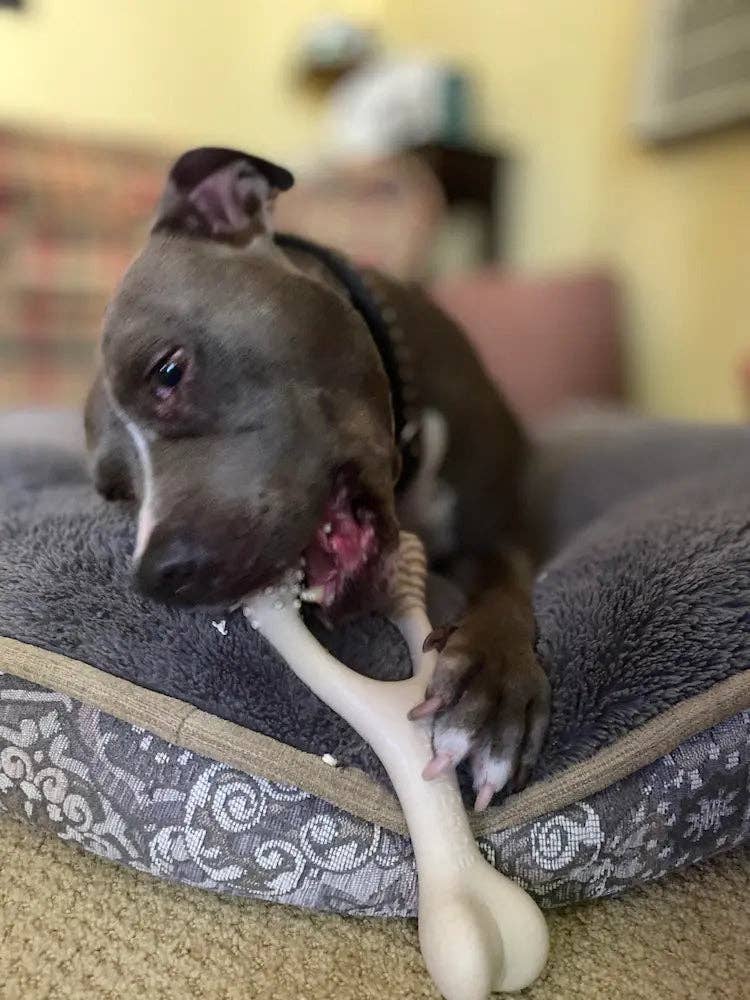 BetterBone HARD: Beef / Mini (Dogs 5 to 20lbs)